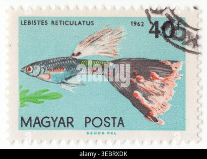 UNGARN – 5. Mai 1962: 40 fillér hellblaue und mehrfarbige Briefmarke mit Guppy, gekennzeichnet als Lebistes reticulatus (heute Poecilia reticulata), ist ein tropischer Süßwasserfisch aus Südamerika und der Karibik. Dieses männliche Exemplar zeigt lebendige Muster und einen großen Zierschwanz, typisch für selektive Zucht. Sie sind Lebendbringer, die lebende Bratlinge zur Welt bringen, anstatt Eier zu legen. Sie sind sehr anpassungsfähig und wurden weltweit eingeführt, um Mücken durch den Verzehr von Larven zu bekämpfen. Sie werden im Aquarium-Hobby wegen ihrer Vielfalt, ihrer einfachen Pflege und ihrer schnellen Reproduktionsraten geschätzt Stockfoto