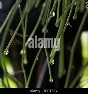 Wassertropfen Hängen Von Pflanzenblättern Stockfoto