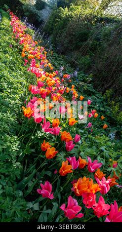 Eine lebhafte Reihe rosafarbener und orangener Tulpen in einem Garten. Die Blumen wachsen neben üppig grünem Laub und einer Steinmauer in einem Park in Irland. Stockfoto