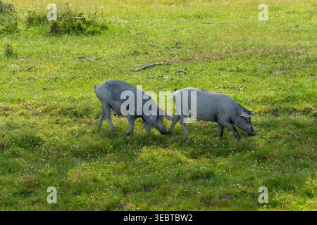 Zwei iberische Freilandschweine, die Nase an Nase auf der Weide weiden Stockfoto