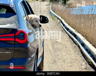 Hunde fahren in einem Auto in den Bells Neck Conservation Lands in Harwich, Massachusetts Stockfoto