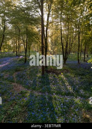 Niedrige Luftaufnahme durch hinterleuchtete Blauglockenwälder im goldenen Abendlicht in der Nähe von Stokenchurch, Chiltern Hills, Oxfordshire, England Stockfoto