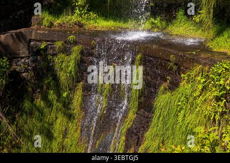 Ein kleiner Wasserfall fließt über einen moosigen Steinvorsprung auf einer Madeira Levada. Sonnenlicht leuchtet auf dem Wasser, während Farne und lebhafte grüne Gräser an feuchten Wänden haften Stockfoto