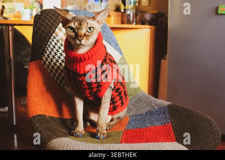 Eine wunderschöne kanadische Sphynx-Katze in einem stilvollen, rot-schwarz gemusterten Pullover auf einem Patchworkstuhl Authentic Indoor Shot fängt das einzigartige pe ein Stockfoto