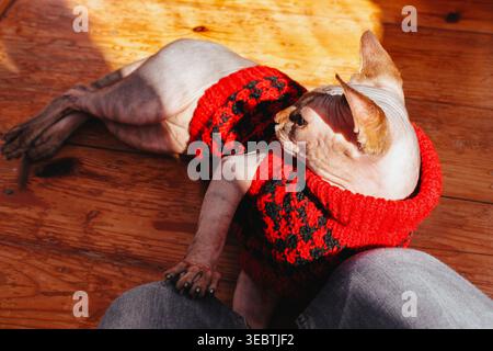 Eine Sphynx-Katze, die einen roten Pullover trägt und sich auf einem Holzboden in der Sonne entspannt. Eine Sphynx-Katze, die einen roten Pullover trägt, liegt auf Holzboden und sonnt sich im Sonnenlicht Stockfoto