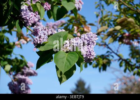 Nahaufnahme der im Frühjahr blühenden Blüten des Flieders (Syringa vulgaris) Stockfoto