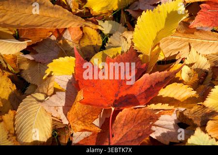 Rotes Ahornblatt (Acer rubrum) und andere bunt gefallene Laubblätter, die im Herbst auf dem Boden liegen Stockfoto