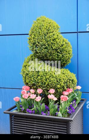 Pinkfarbene Doppeltulpen und violette Tulpen, Frühlingsblumen in einem farbenfrohen Topf vor einer hellblauen Wand Stockfoto