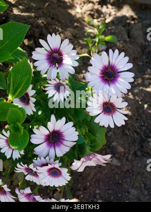 Nahaufnahme von weißen und violetten afrikanischen Daisies oder Cape Daisies (Osteospermum) im Frühjahr, Vancouver, BC, Kanada Stockfoto