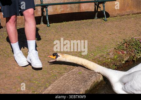Ein weißer Schwan springt von einem flachen Teich zu den Beinen eines Touristen in einem Madeira Park, mit Steinweg, moosigen Kanten und Eisenbank unter hellem Mittagsl Stockfoto