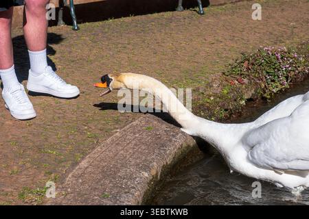 Ein weißer Schwan zieht sich von einem schmalen Kanal zu weißen Turnschuhen auf Madeira, Schnabel offen wie rufe, mittags Licht wirft klare Schatten auf Stein und Stockfoto