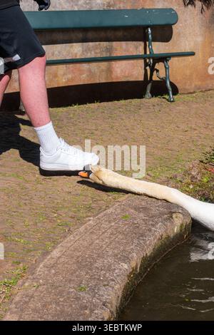 Ein Schwan zieht sich von einem Teich aus, um einen weißen Sneaker neben einer grünen Bank auf Madeira zu picken. Warmes Tageslicht wirft scharfe Schatten auf moosigem Pflaster im engen verti Stockfoto