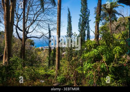 Hohe Nadelbäume und palmenartige Bäume umgeben eine Küstenstadt in Madeira, Portugal, mit Terrassendächern und dem Atlantik dahinter, mittags hell gegossenen cris Stockfoto