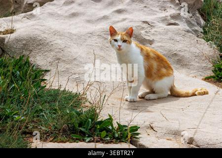 Ingwer und weiße Katze sitzen auf sandigem Boden mit Grasflecken, Stockfoto