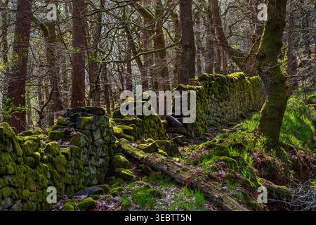 Moosbedeckte Trockenmauer in der Padley Gorge bei Grindleford Stockfoto