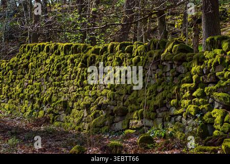 Moosbedeckte Trockenmauer in der Padley Gorge bei Grindleford Stockfoto