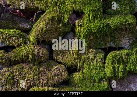 Moosbedeckte Trockenmauer in der Padley Gorge bei Grindleford Stockfoto