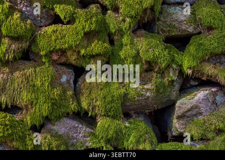 Moosbedeckte Trockenmauer in der Padley Gorge bei Grindleford Stockfoto