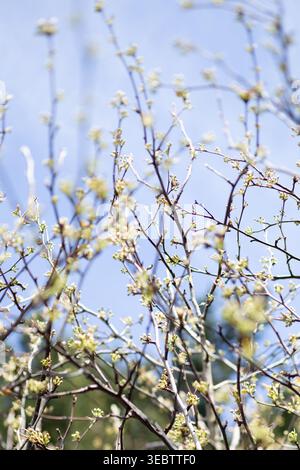 Zweige blühen mit zarten weißen Blüten. Sonnenlicht filtert sanft durch die Blüten. Äste erstrecken sich gegen einen klaren blauen Himmel. Die Natur ist ruhig Stockfoto