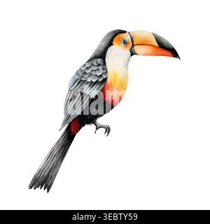 Toco Tucan. Aquarell Hand gezeichnet isolierte exotische tropische Vogel Illustration auf transparentem Hintergrund. Regenwaldclown. Für Designer, Einladungen Stockfoto