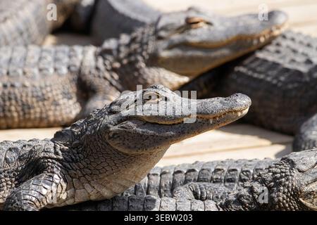 Eine auffällige Nahaufnahme eines amerikanischen Alligators (Alligator mississippiensis) in Orlando, Florida, zeigt die komplizierte Textur seiner gepanzerten Skalen. Stockfoto