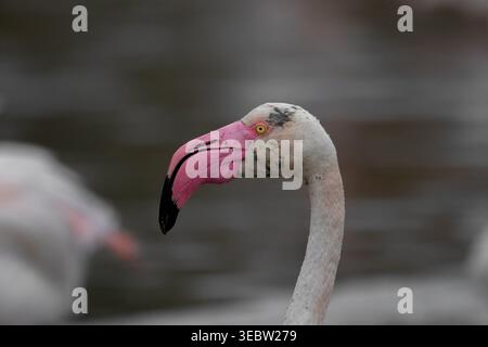 Ein anmutiges Profilporträt eines großen Flamingos (Phoenicopterus roseus) im Parc Ornithologique du Pont de Gau in der Camargue in Frankreich. Stockfoto