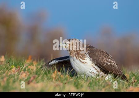Ein Jugendlicher Rotschwanzfalke (Buteo jamaicensis), der Mantelverhalten zeigt und seine Flügel benutzt, um eine gefangengenommene Wiesenmauze vor Raubfischern zu schützen. Stockfoto