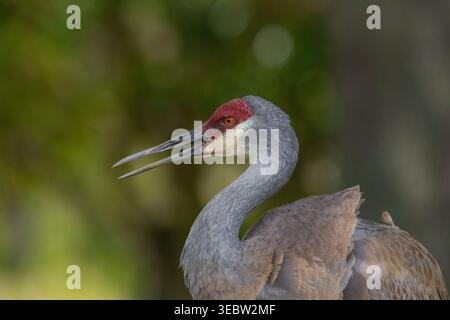 Ein detailliertes Profilporträt eines Sandhill Crane (Antigone canadensis) in der Nähe von Orlando, Florida, mit seiner berühmten roten Krone und seinem komplizierten Gefieder. Stockfoto