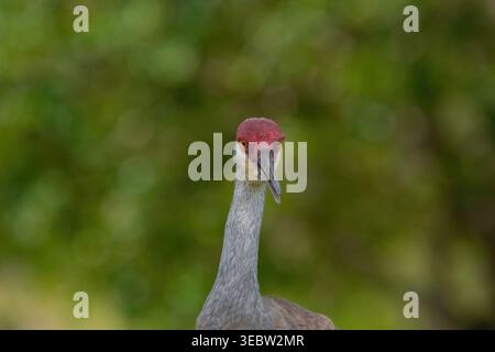 Ein detailliertes Profilporträt eines Sandhill Crane (Antigone canadensis) in der Nähe von Orlando, Florida, mit seiner berühmten roten Krone und seinem komplizierten Gefieder. Stockfoto