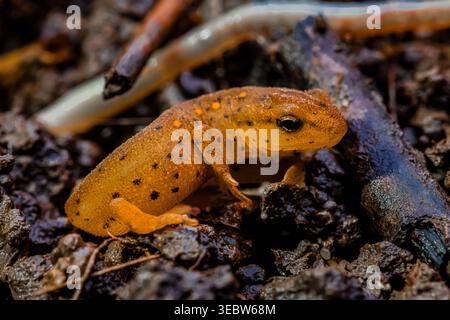 Notophthalmus viridescens, der bei einer Spring Salamander Survey im Emily Min Hunt Nature Preserve im Presque Isle County, Michigan, U, gefunden wurde Stockfoto