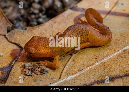 Notophthalmus viridescens, der bei einer Spring Salamander Survey im Emily Min Hunt Nature Preserve im Presque Isle County, Michigan, U, gefunden wurde Stockfoto