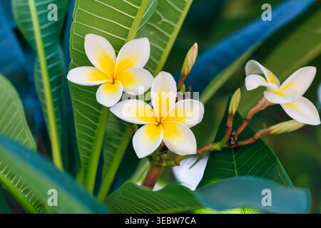 Eine Gruppe weißer Plumeria-Blüten mit leuchtend gelben Mittelpunkten wächst auf einem grünen Blattzweig unter weichem natürlichem Licht. Stockfoto