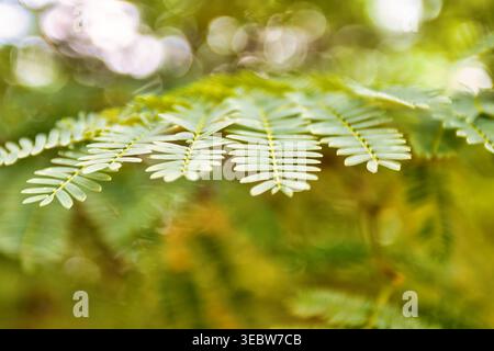 Detaillierte Nahaufnahme von grünen Mimosa pudica-Blättern mit kleinen gefiederten Flugblättern, aufgenommen mit einem weichen Bokeh-Hintergrund bei natürlichem Außenlicht. Stockfoto