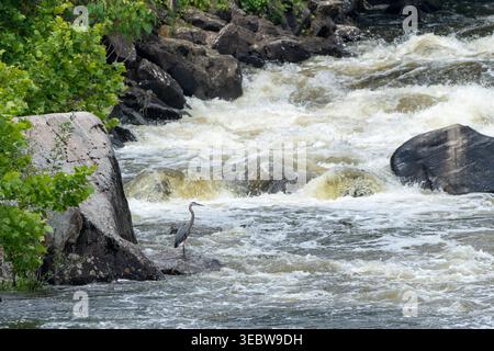 Occoquan River Rapids mit einem großen blauen Reiher, der auf einem Felsen vor dem rauschenden weißen Wasser steht Stockfoto