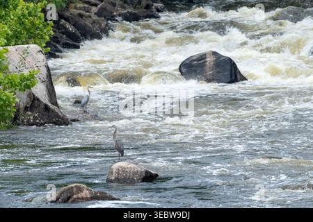 Occoquan River Rapids mit zwei großen blauen Reihern, die auf Felsen vor dem rauschenden weißen Wasser stehen Stockfoto