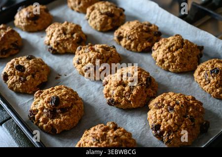 Hafer-Rosinenkekse auf einem Blech, Haferflocken-Rosinenkekse gerade gebacken Stockfoto