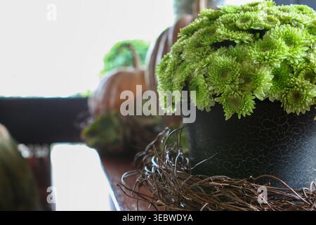 Nahaufnahme lebendiger grüner Chrysanthemen in einem strukturierten schwarzen Topf mit Herbstdekoration, einschließlich kleiner Kürbisse und einer natürlichen Weinkranzbasis, mit Stockfoto