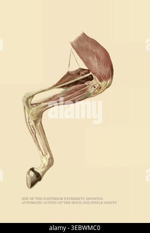 Detaillierte anatomische Darstellung der hinteren Extremität eines Pferdes mit Darstellung der Muskulatur, der Knochen und der automatischen Wirkung der Hufgelenke und der Kniegelenke. Das Pferd in Bewegung, wie es durch sofortige Fotografie gezeigt wird, mit einer Studie über Tiermechanik, die auf Anatomie und Enthüllungen der Kamera basiert, in der die Theorie der Quadrupedal-Fortbewegung von Jacob Davis Babcock Stillman, 1819–1888, gezeigt wird; Eadweard Muybridge, 1830-1904, veröffentlicht 1882 Stockfoto