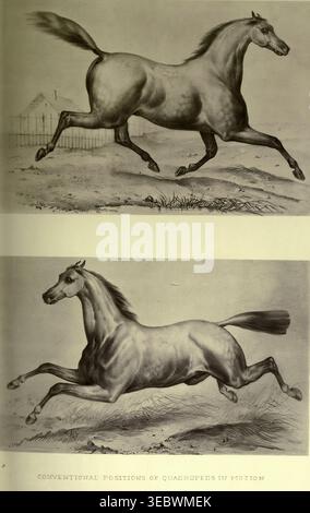 Wissenschaftliche Vintage-Illustration, die zwei Pferde im vollen Galopp und im Laufschritt zeigt und die konventionellen Positionen von Vierbeiner in Bewegung zeigt, gezeichnet mit einem antiken Gravurstil. Das Pferd in Bewegung, wie es durch sofortige Fotografie gezeigt wird, mit einer Studie über Tiermechanik, die auf Anatomie und Enthüllungen der Kamera basiert, in der die Theorie der Quadrupedal-Fortbewegung von Jacob Davis Babcock Stillman, 1819–1888, gezeigt wird; Eadweard Muybridge, 1830-1904, veröffentlicht 1882 Stockfoto