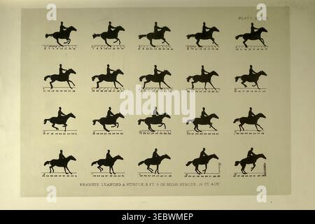 Historische wissenschaftliche Illustration, die ein Pferd und einen Reiter in sequenziellen Silhouetten darstellt, verschiedene Gangarten und die Mechanik eines Hürdensprungs im Laufe der Zeit analysiert. Das Pferd in Bewegung, wie es durch sofortige Fotografie gezeigt wird, mit einer Studie über Tiermechanik, die auf Anatomie und Enthüllungen der Kamera basiert, in der die Theorie der Quadrupedal-Fortbewegung von Jacob Davis Babcock Stillman, 1819–1888, gezeigt wird; Eadweard Muybridge, 1830-1904, veröffentlicht 1882 Stockfoto