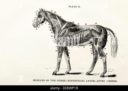 Abbildung der Anatomie des Pferdes mit detaillierten numerischen Etiketten, die in der historischen Veterinärmedizin und Biologie für Bildungszwecke verwendet werden Stockfoto