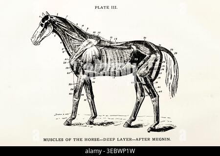 Illustration der Anatomie des Pferdes, die die detaillierten tiefen Muskelschichten zeigt, bietet einen pädagogischen und historischen Blick auf die Veterinärwissenschaft von einer antiken Gravur auf weißem Hintergrund Stockfoto