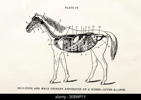 Vintage-anatomische Zeichnung, die die inneren Organe eines Pferdes darstellt und das detaillierte Verdauungssystem und den männlichen Harnapparat für Veterinär- und Bildungszwecke zeigt Stockfoto