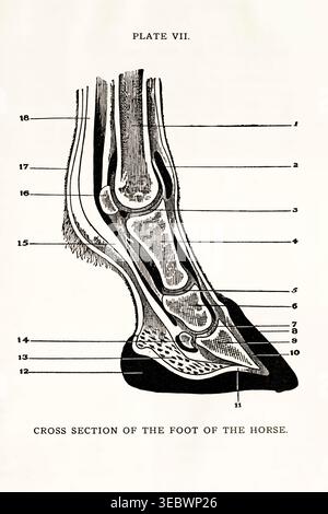 Detaillierter anatomischer Querschnitt, der Knochen, Sehnen und Strukturen im Unterschenkel und Hufbereich eines Pferdes veranschaulicht, nützlich für veterinärmedizinische Studien und Ausbildungszwecke Stockfoto