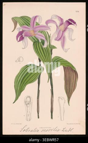Sobralia sessilis Orchidee botanische Illustration mit blühenden Blumen mit detaillierten Blattmustern, Stämmen und wissenschaftlichen Dissektionen, die eine historische Perspektive auf die Flora bieten. Aus der Beschreibung der Orchideengattungen von Kraenzlin, Fritz, 1847-1934, erschienen in Berlin zwischen 1880 und 1908. Deutscher Botaniker und Orchideologe. Friedrich Wilhelm Ludwig Kränzlin (1847–1934) setzte die Arbeit von John Lindley, „Vater der Orchidologie“, und Heinrich Gustav Reichenbach (1823–1889), dem führenden deutschen Orchideenforscher des 19. Jahrhunderts, fort und identifizierte und klassifizierte viele neue Orchideengattungen und Spezies Stockfoto