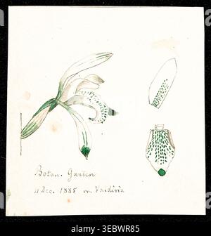 Botanische Aquarellabbildung mit einer weißen Orchideenblume mit grünen Markierungen und detaillierten Teilen, die 1885 aus einem Garten in Valdivia stammt. Aus der Beschreibung der Orchideengattungen von Kraenzlin, Fritz, 1847-1934, erschienen in Berlin zwischen 1880 und 1908. Deutscher Botaniker und Orchideologe. Friedrich Wilhelm Ludwig Kränzlin (1847–1934) führte die Arbeit von John Lindley, „Vater der Orchidologie“, und Heinrich Gustav Reichenbach (1823–1889), dem führenden deutschen Orchidologen des 19. Jahrhunderts, fort und identifizierte und klassifizierte viele neue Orchideengattungen und Arten Stockfoto