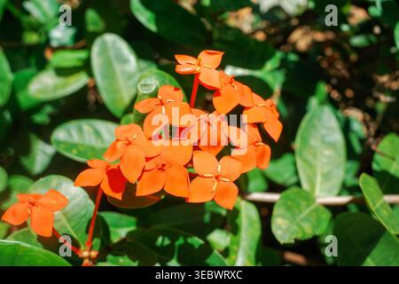 Leuchtende Orangenblüten gruppieren sich auf einer grünen Blattpflanze. Blütenblätter leuchten hell auf sattem, tiefgrünem Laub. Sonnenlicht sorgt für lebendige Farben und natürliche Farben Stockfoto