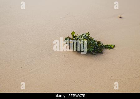 Eine Hochwinkelaufnahme einer einzelnen Gruppe grüner Algen, die an einem glatten, braunen Sandstrand gespült wurde. Stockfoto