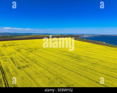 Goldenes Blumenfeld bedeckt das Land in Küstennähe. Helles Sonnenlicht scheint auf die Landschaft. Das Meer ist am Rand unter dem Blau sichtbar Stockfoto