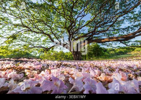 Ein Blick aus der Vogelperspektive auf gefallene rosa Blumen bedeckt den Boden, mit einem großen Regenbaum, der im Hintergrund verschwimmt. Stockfoto